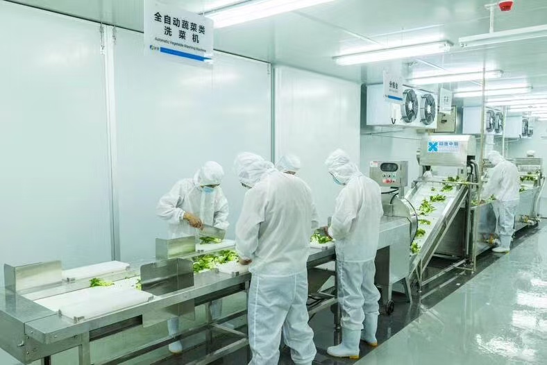 翔鹰连续式洗菜线助力妙香居泡菜产业升级 翔鹰连续式洗菜线助力妙香居泡菜产业升级